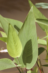 Leaves 02