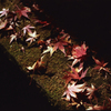Jindaiji 07