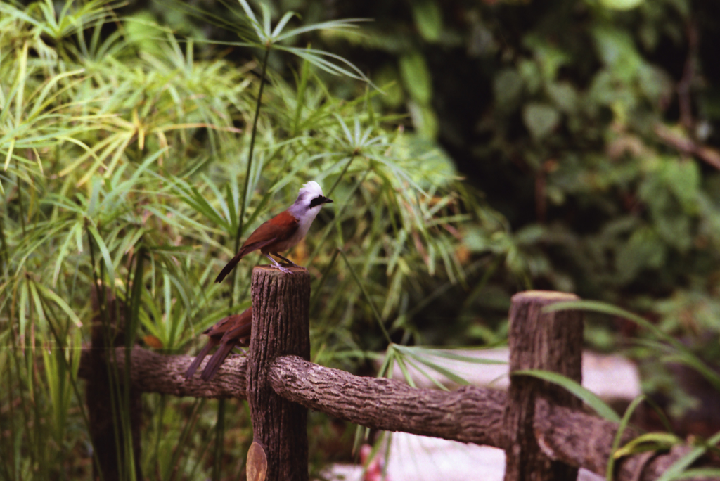 White-crested Laughingthrush 02