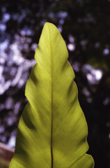 Leaf(Fort Canning) 01