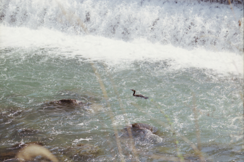 Hakone River 02