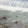 Hakone River 02