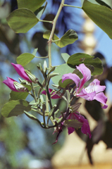 Flower 01
