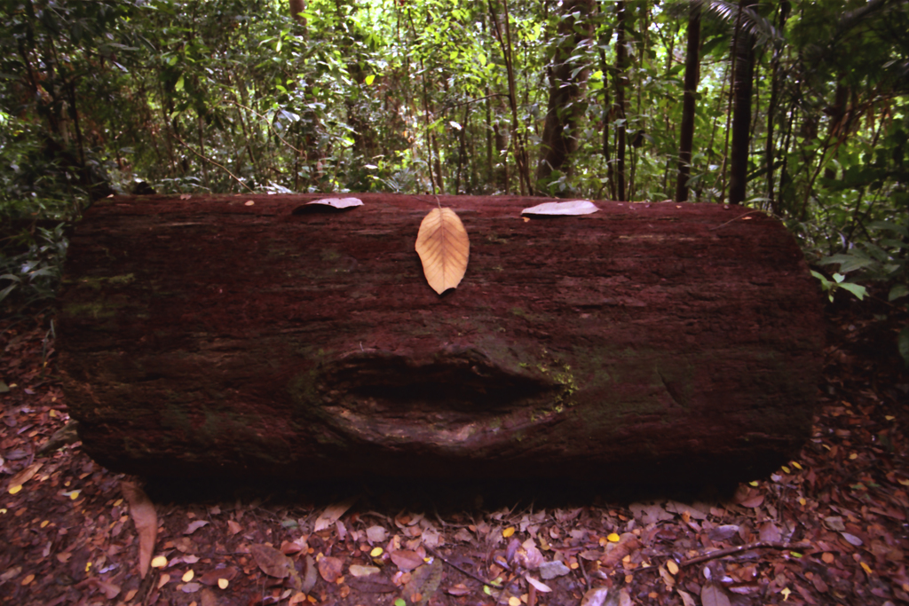Bukit Timah Hill 03