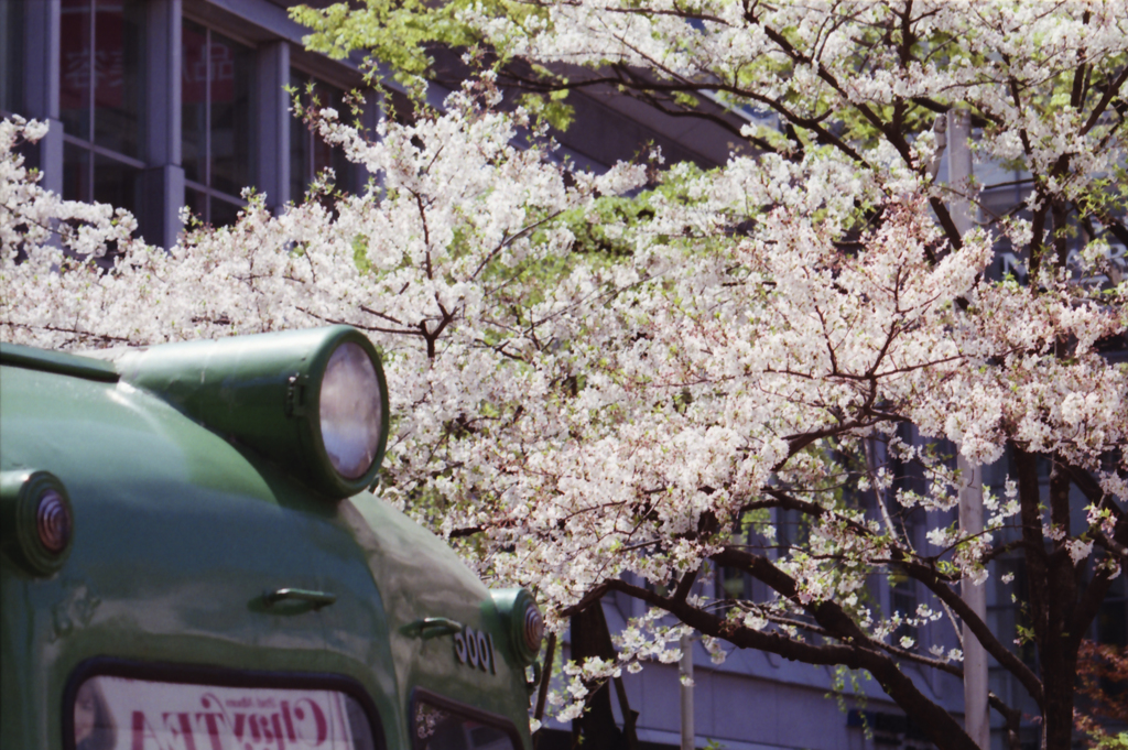 Cherry Blossom Season 04