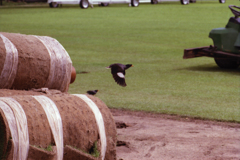 Bird 01