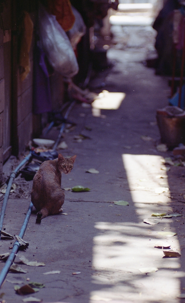 BKK Cat 03