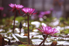 Lotus Flower 05