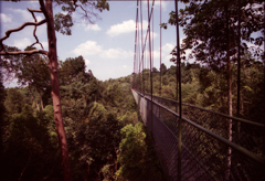 MacRitchie 09