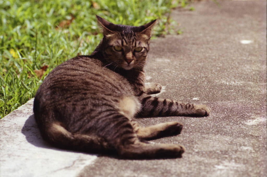 Cat 01