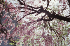 Cherry Blossom Season 05