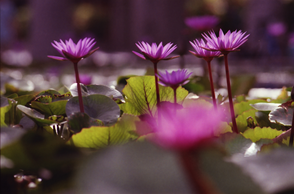Lotus Flower 01