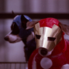 Cosplay Dog 01