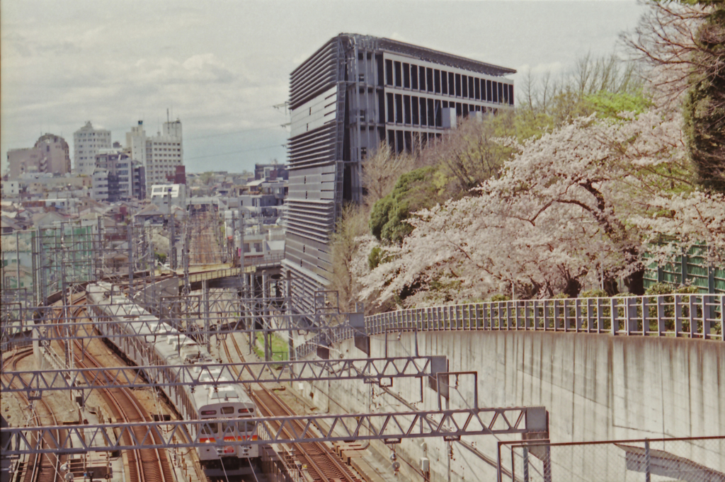 Cherry Blossom Season 01