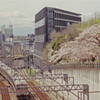 Cherry Blossom Season 01