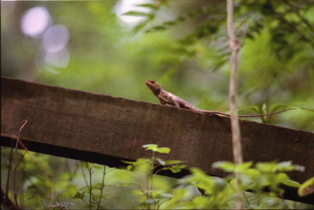 Bukit Timah Hill 05