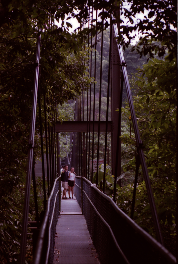 MacRitchie 08