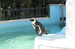 ダイブする決意をしたペンギンさん