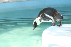 ダイブ直前のペンギンさん