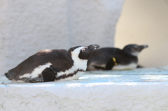 超眠いペンギンさん