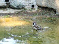 水浴びするスズメさん