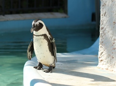 水に入るか迷うペンギンさん