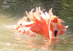 水浴び中のフラミンゴさん