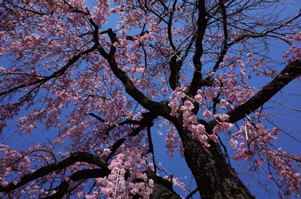 しだれ桜