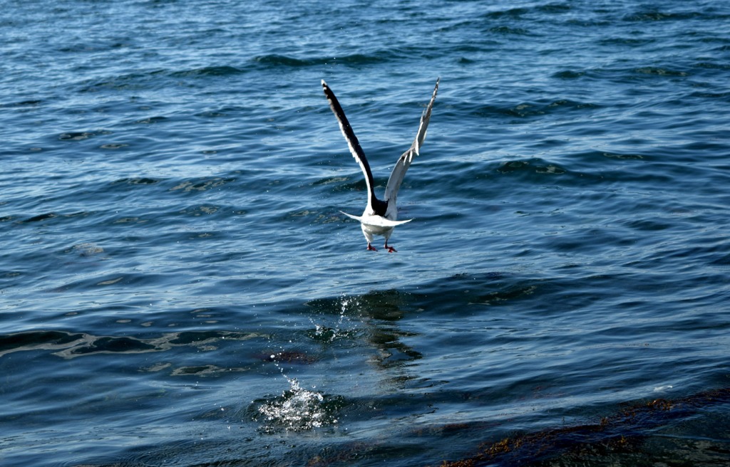 つっかりかもめ。