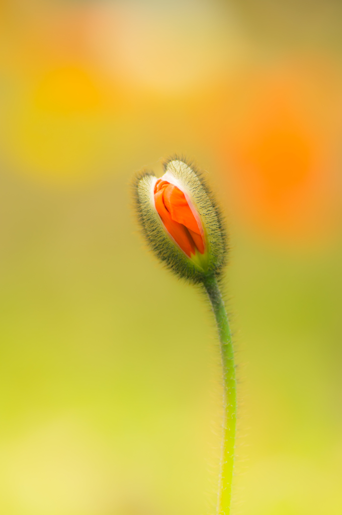 poppy