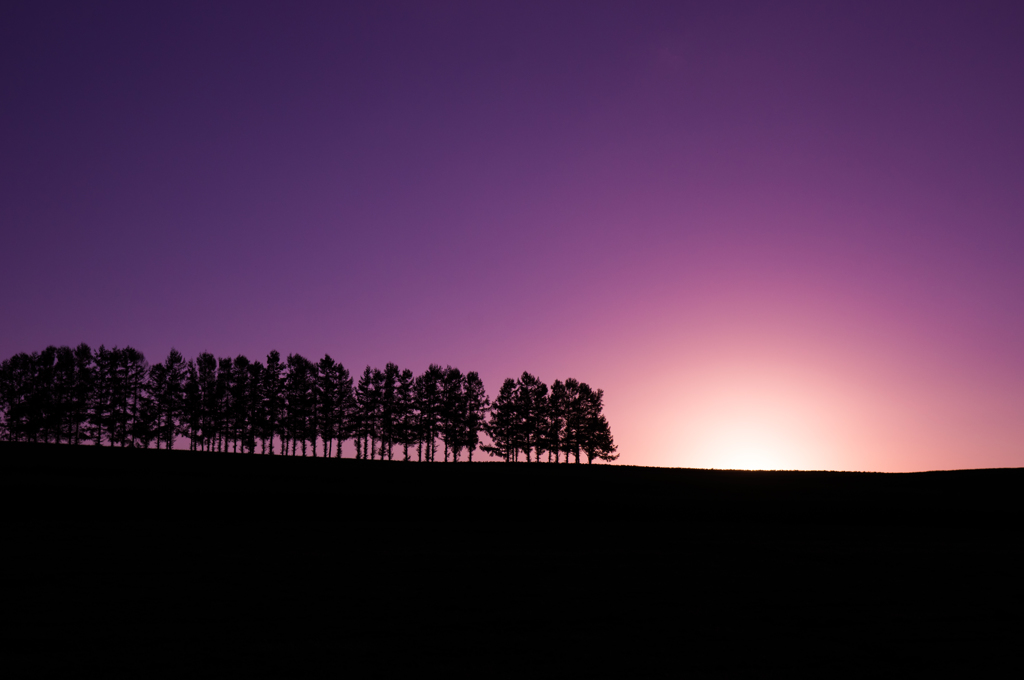 Twilight trees