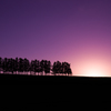 Twilight trees