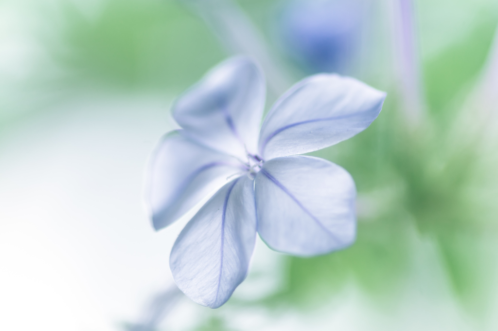 Blue purple