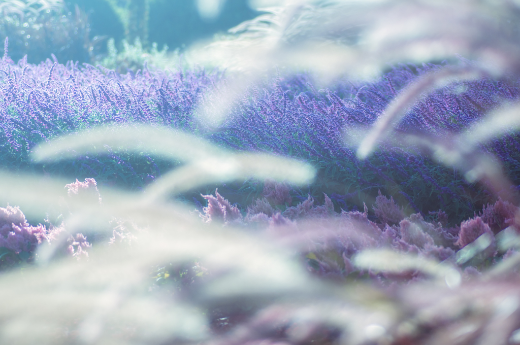 Lavender
