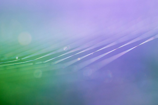 Spider silk