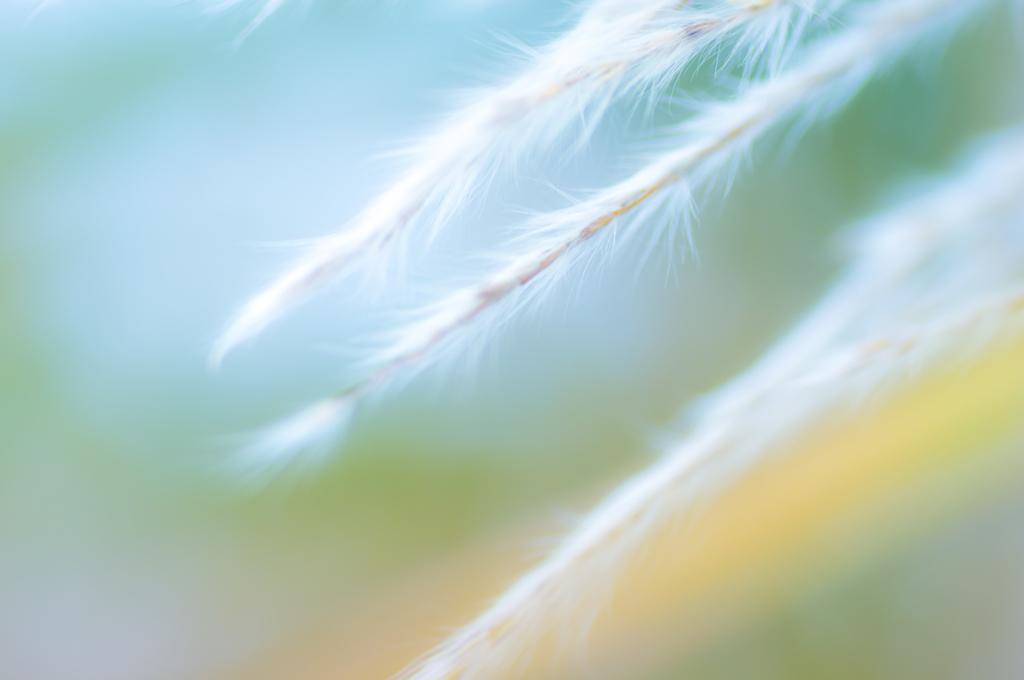 Cotton