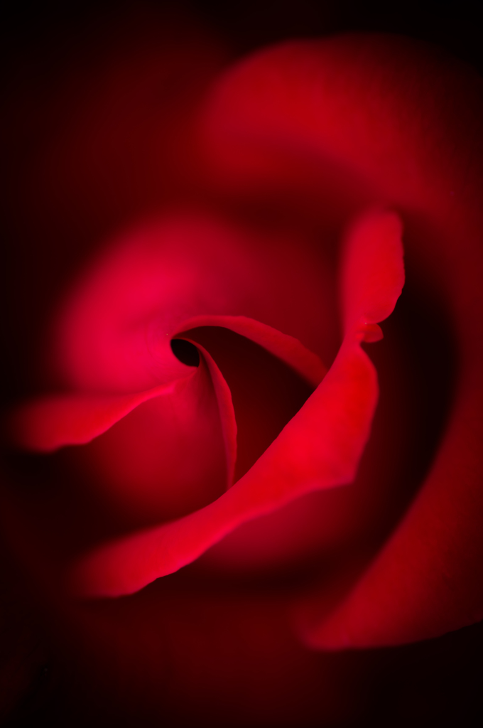 R.Rose