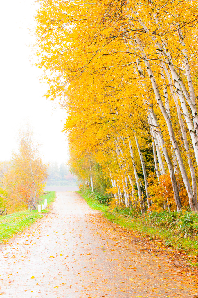 Autumn Promenade