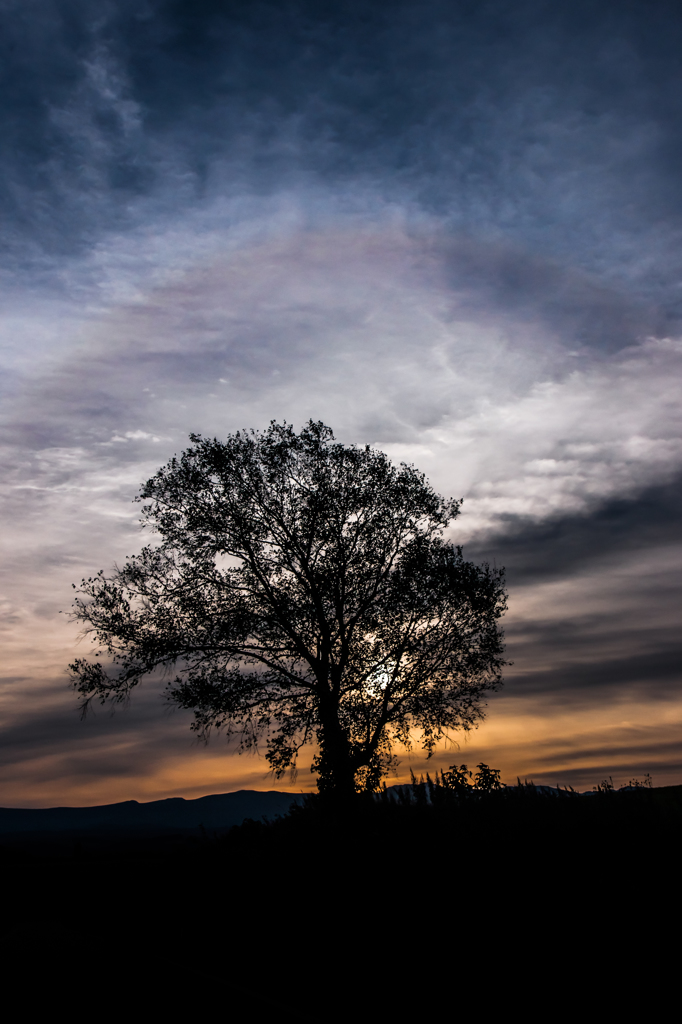 Tree , Sunrise , Clouds ,  and Sun halo