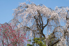 花開く