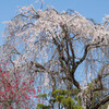 花開く