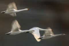 白鳥　風に向かって　Ⅱ