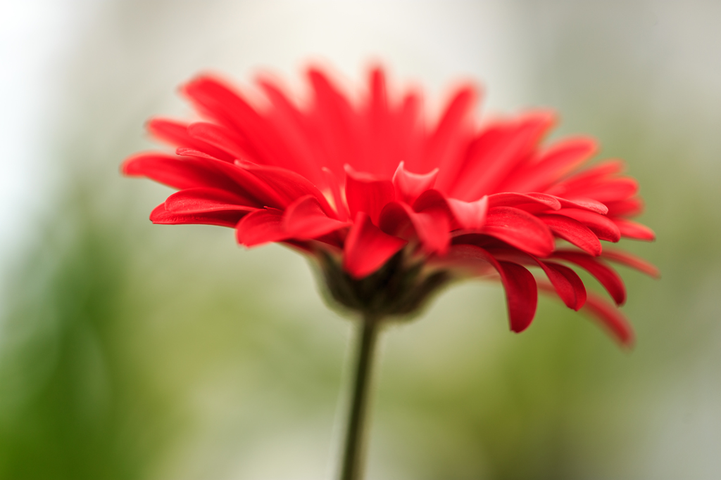 はなびら　ーガーベラー