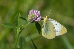 高原のモンキチョウ
