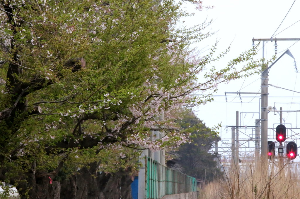 桜木と信号