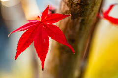 紅葉葉