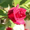 薔薇　３