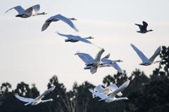 白鳥　空へ