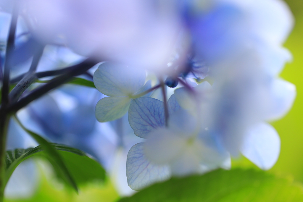 紫陽花　Ⅶ