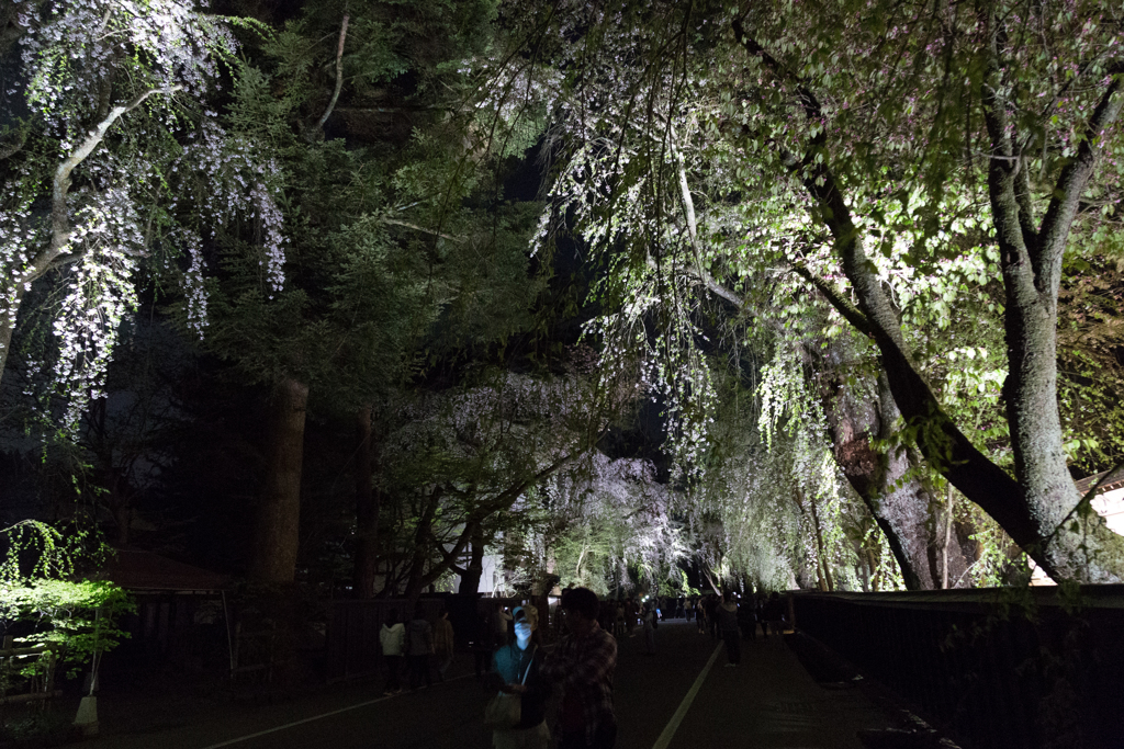 角館夜桜　Ⅰ